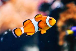 2022年欧洲杯小组赛得分情况排名，哪支队伍表现最出色？欧洲杯小组得分情况排名